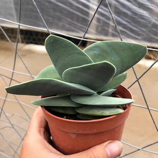 神刀锦多肉植物青锁龙属冷门高档进口肉肉新手易养奇趣可爱旺财