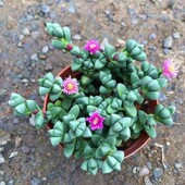 鹿角海棠多肉植物造型绿植观叶盆景开花多肉老桩室内办公桌面盆栽