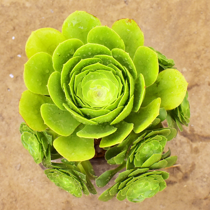 八尺镜法师手捧花植物桩老多肉室内桌面阳台盆栽盆栽绿植花卉包邮