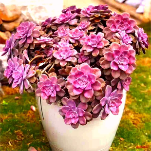 紫乐老桩多头多肉植物室内阳台窗台办公桌组合花卉盆栽景天科肉肉