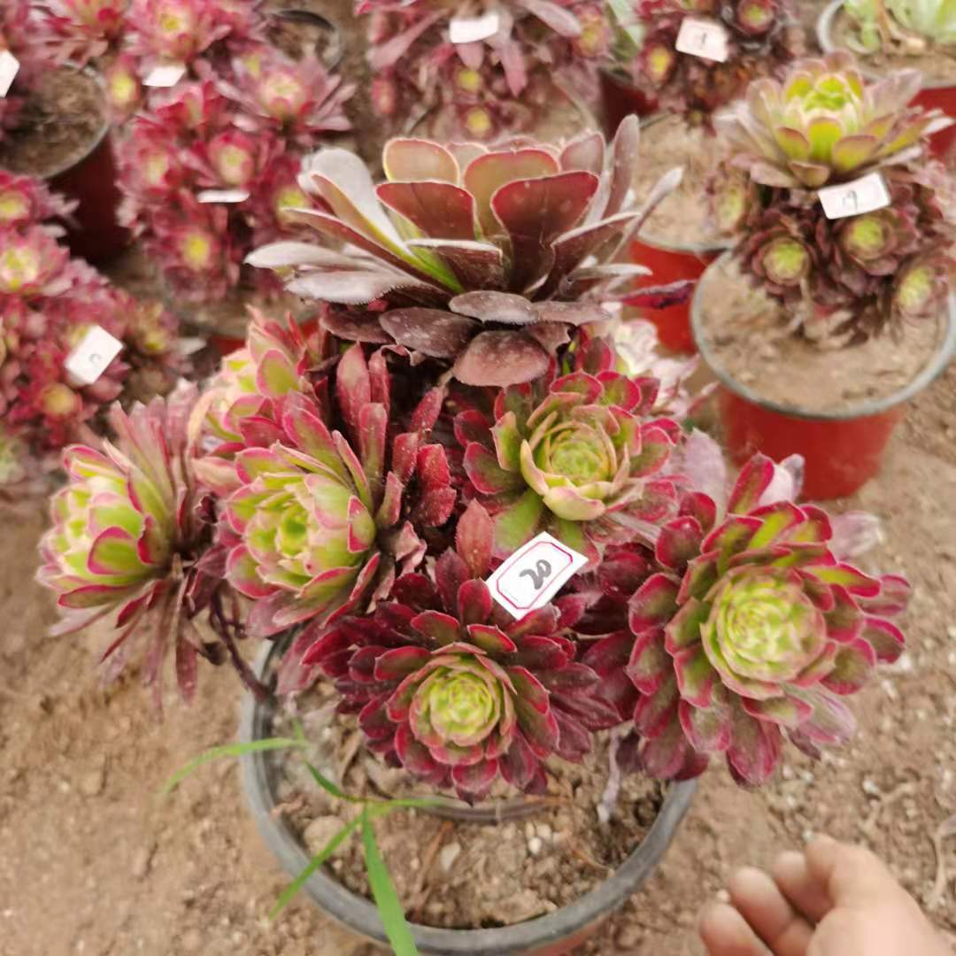 红覆轮一物一拍老桩室多肉植物阳台绿植花卉盆栽