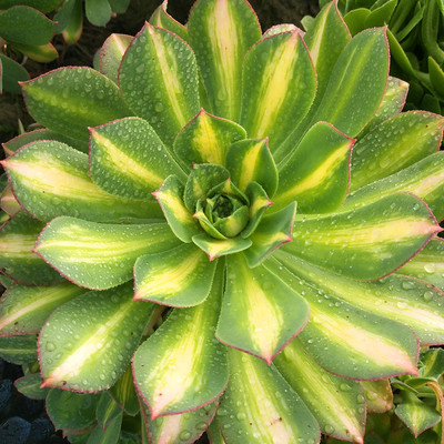 黄中班法师多肉植物测试推荐