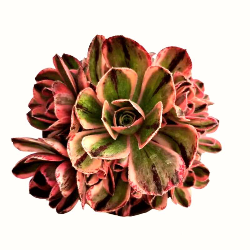 青花瓷法师锦红富士锦多肉植物办公室内桌面阳台绿植花卉盆栽包邮