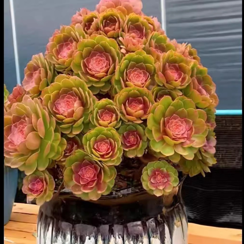 糖心法师超大多头万圣节沙拉碗