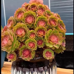 万圣节法师老桩沙拉碗糖心多肉植物超大多头室内阳台桌面花卉肉肉