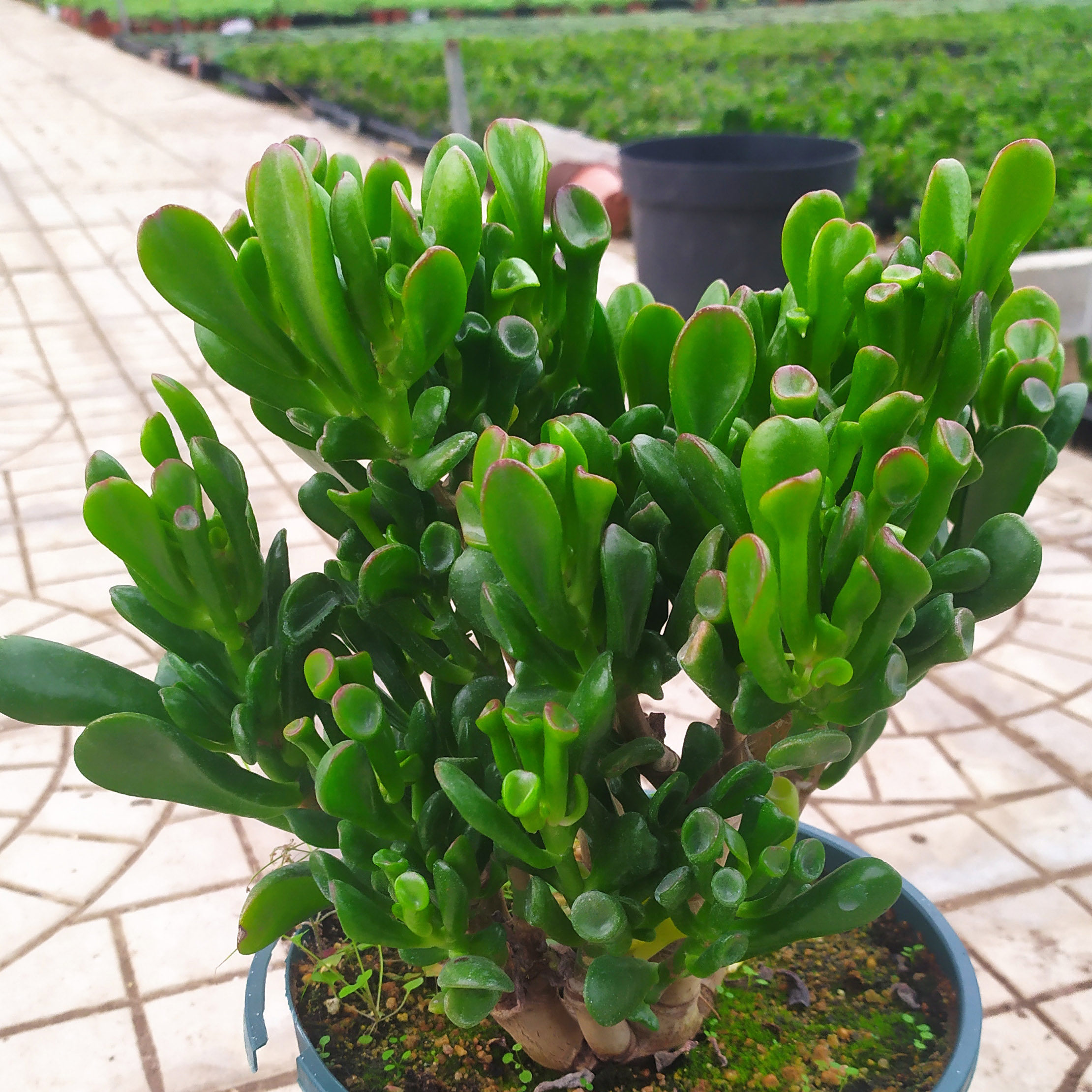 吸财树多肉植物大老桩价格 吸财树多肉植物大老桩图片 星期三