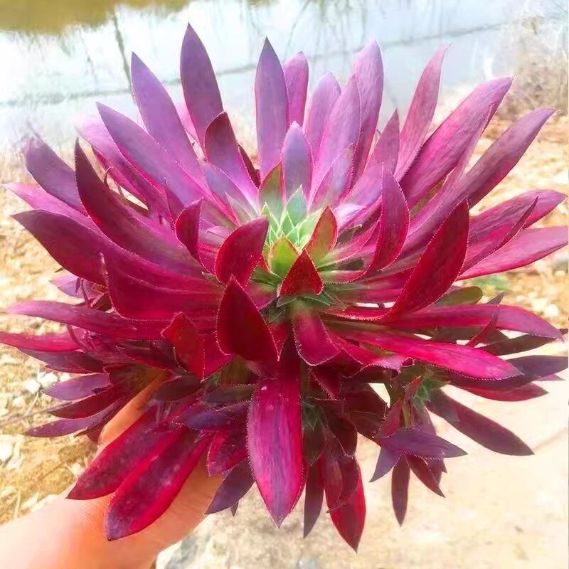 孔雀锦法师锦 多肉植物 惊鸿法师室内桌面阳台创意组合盆栽花卉