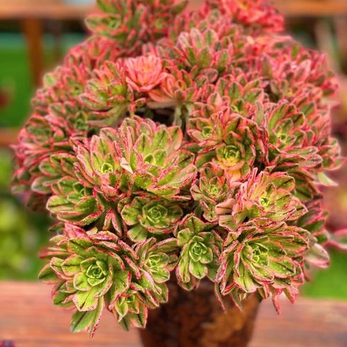 阳台桌面美观趣味多肉植物好看