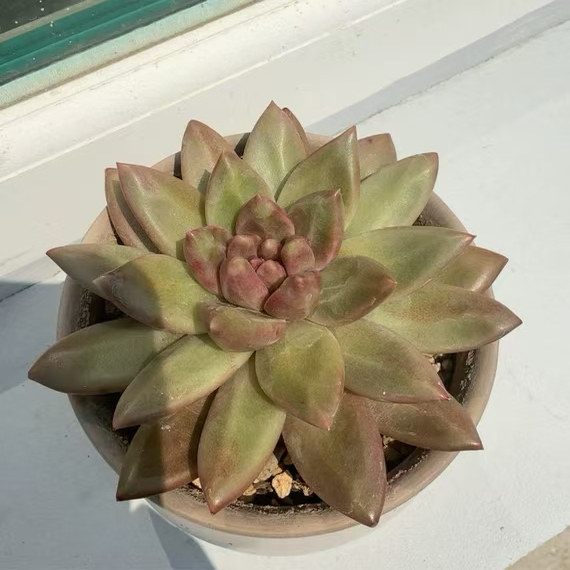 迷雾泡泡多肉植物新平品