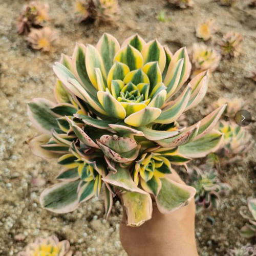 绿植灿烂手捧花缀化桌面多肉植物