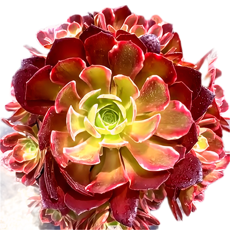 多肉植物稀有高端法师锦安娜荷兰圆叶锦荷兰玫瑰锦趣味花卉盆栽