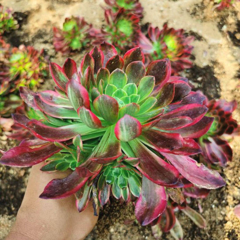 嘉年华法师锦三仙多肉植物年宵园艺进口稀有贵货办公室内桌面绿植