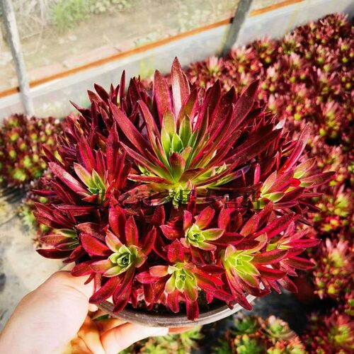 凤凰锦九尾狐法师锦多肉植物多肉
