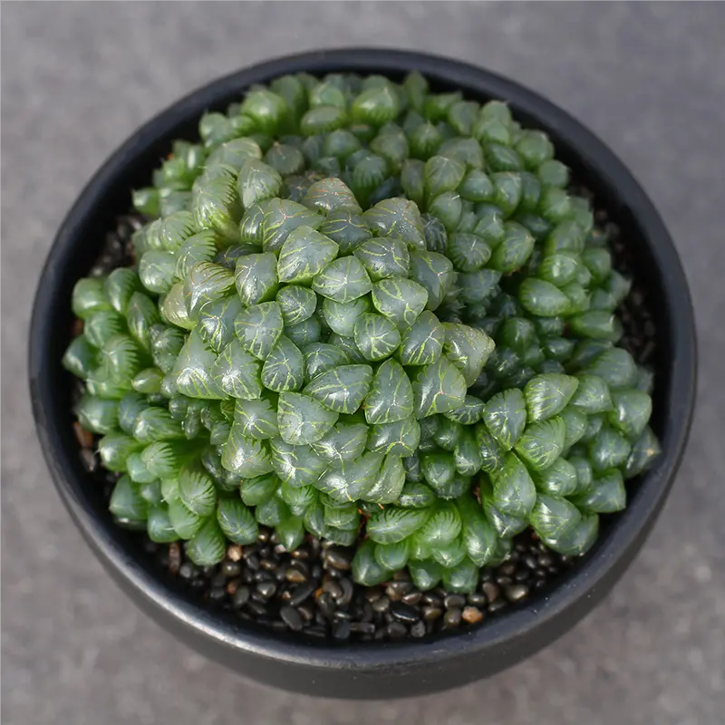 高级稀有玉露多肉植物姬玉露宝草玉露大群生办公室桌面美观