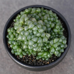 高级稀有玉露多肉植物姬玉露宝草玉露大群生办公室桌面美观