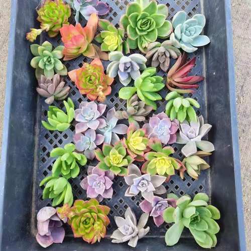 多肉植物无根砍头苗新手组合套餐