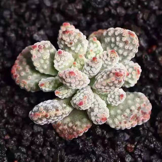 超萌萌火星兔子多肉植物稀有品种趣味袖珍迷你多肉 吸甲醛防福射