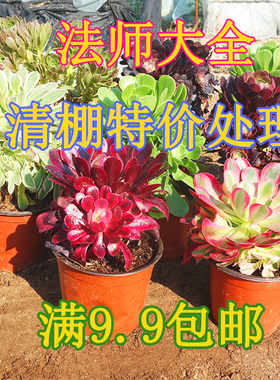 多肉植物粉女巫美杜莎赤霞飞水墨画绿茶锦万圣节锦凤凰锦法师锦