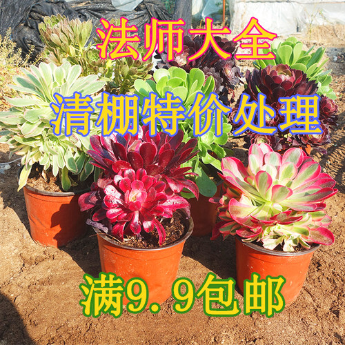 多肉植物水墨画粉女巫万圣节