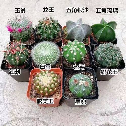 仙人球星兜西瓜兜鸾凤玉多肉白星