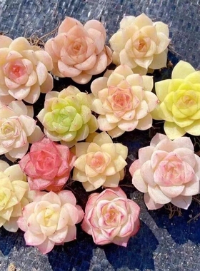 韩系麦秆多肉植物糖心冰冰汤圆香草笨巴吉娃娃熊童子丘比特玉如意