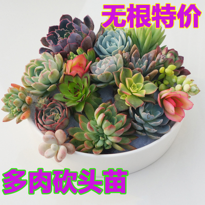 无根新手套餐1元大株多肉植物