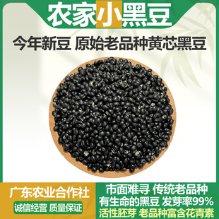2025年新货农家自种小黑豆黄心本地老品种可留种纯天然药用煲汤