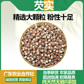 精选大粒芡实干货正品 中药材特级无硫新货茨实欠实煲粥煲汤材料