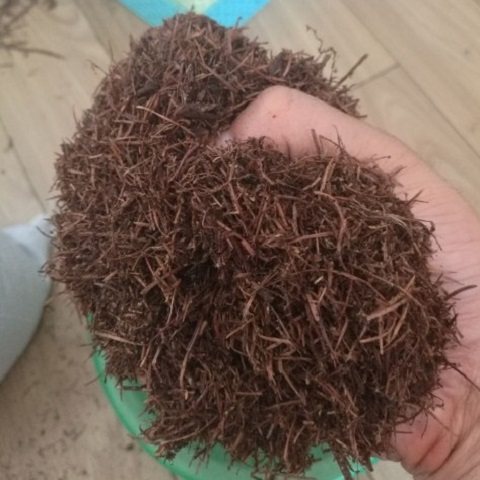 东北纯松针腐殖腐熟松针天然腐叶君子兰虎皮兰花植物花卉专用通用