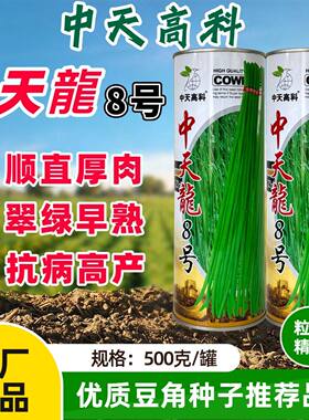 中天龙8号豇豆种子翠绿条长豆角种籽正品高产耐热耐湿特长豇豆角