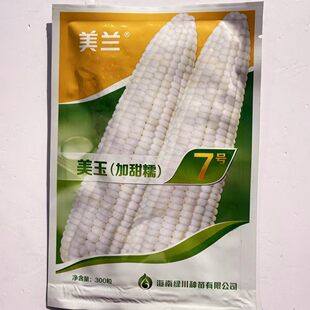 美玉加甜糯7号白甜糯玉米种籽高产矮杆大棒甜加糯白糯玉米种子孑