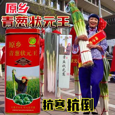 正宗章丘铁杆高白大葱种子山东长白葱籽抗病抗寒返青早春秋季种植