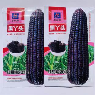 黑丫头红甜糯2018甜加糯玉米黑籽玉米种子高产抗病大田蔬菜种子籽
