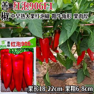 善椒红泡906中早熟大果红泡椒辣椒种子抗病挂果集中果皮光滑肉厚