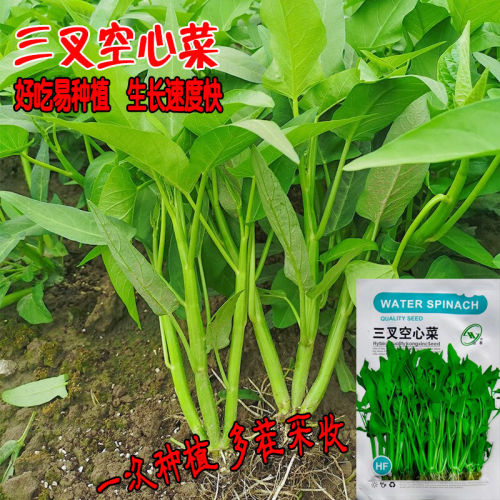 空心菜种子四季柳叶空心菜三叉小叶种籽多茬阳台盆栽大田蔬菜种孑