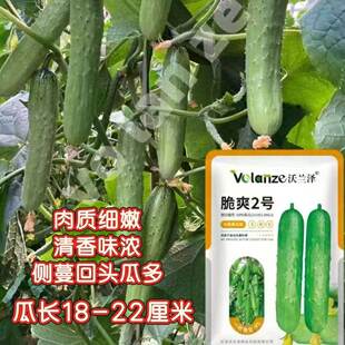 脆爽2号水果黄瓜种子全雌早熟短棒油亮黄瓜种籽高产抗病春秋播种