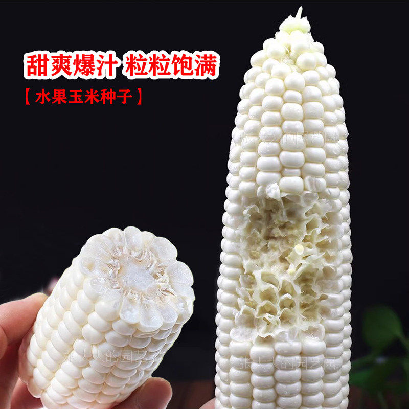 珍珠白牛奶水果玉米种子冰糖爆浆超甜春季夏秋四季玉米孑奶糖玉米