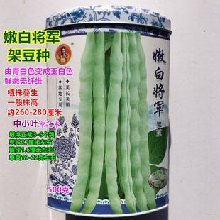 嫩白将军架豆种子大型白菜豆四季豆种子梅豆红花白荚芸豆豆角种籽
