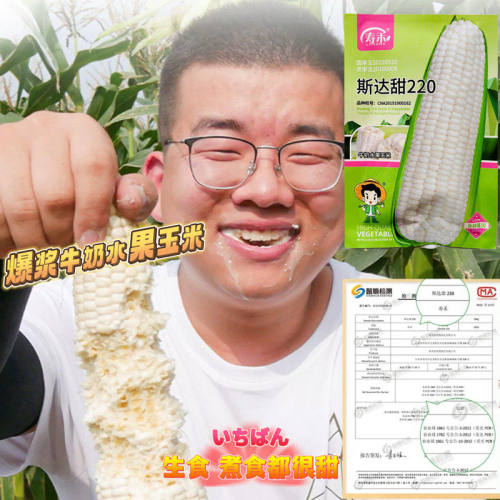 斯达甜220牛奶水果玉米种子