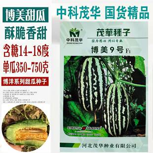 博美9号甜瓜种子超甜薄皮酥香脆爽多汁甜掉牙四季播盆栽水果种籽