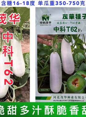 中科T62甜瓜种子皮色灰白果肉黄绿色香甜酥替代博洋61型香瓜种子