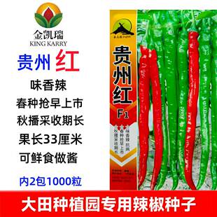 正宗贵州红长羊角辣椒种子高产抗病超长线椒种子大棚基地种植种植