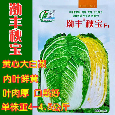 渤丰秋宝萌生锦绣杂交早熟黄心包头大白菜种子外叶绿内叶黄口感好