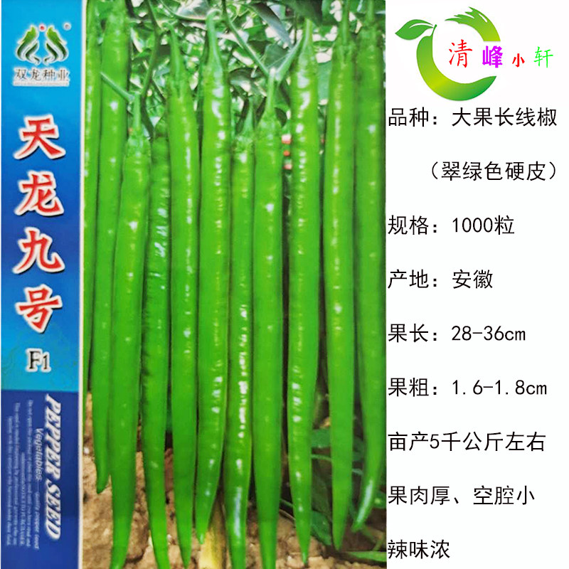 天龙九号 大果长线椒种籽 早熟辣味浓香细长顺直辣椒种子抗病高产图片