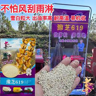 华益龙豫芝619芝麻种子高产耐旱抗病蒴果密集出油率高易机收高产