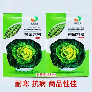 黄金六号黄金乌菜种耐寒冬季乌塌菜籽种孑乌塔菜种籽菜子