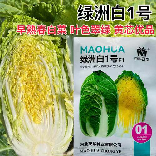 中科茂华绿洲白1号春季大白菜种子早熟抗病春白菜杂交种蔬菜种籽