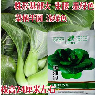 黑油冠青菜种子黑大头黑叶青菜种籽矮脚白菜四季耐寒高产蔬菜种孑