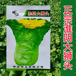 淮阴大狮头大白菜种子高产抗病耐热耐寒农家菜园家庭种植蔬菜种子