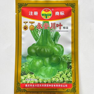 早熟榨菜种子秋播茎瘤芥大头菜种籽抗病高产腌制嫩脆青头菜蔬菜籽